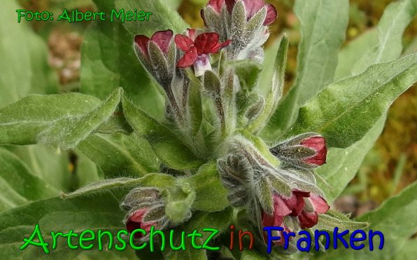 Copyright AiS Albert Meier Bild zum Eintrag (65827-160)