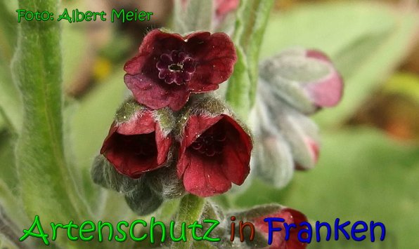 Copyright AiS Albert Meier Bild zum Eintrag (65828-160)