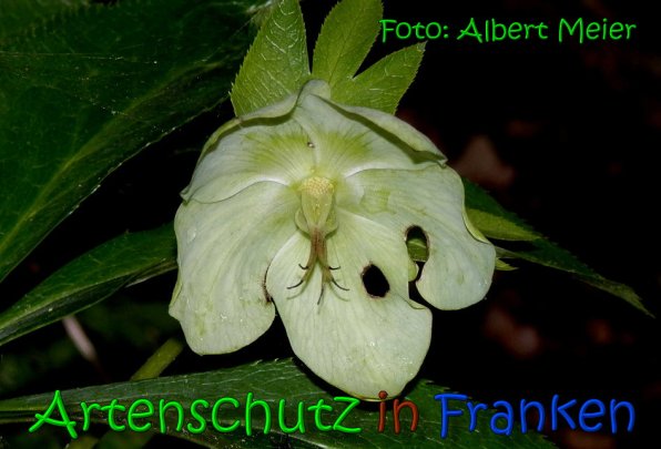 Copyright AiS Albert Meier Bild zum Eintrag (65885-160)