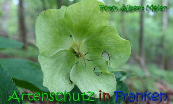 Copyright AiS Albert Meier Bild zum Eintrag (65886-160)