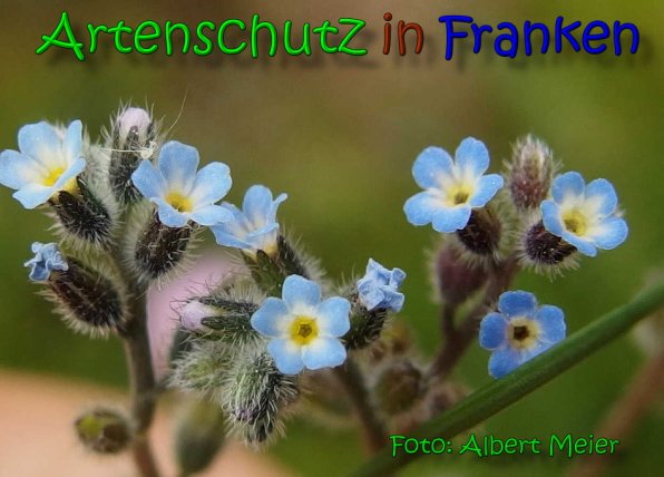 Copyright AiS Albert Meier Bild zum Eintrag (66080-160)