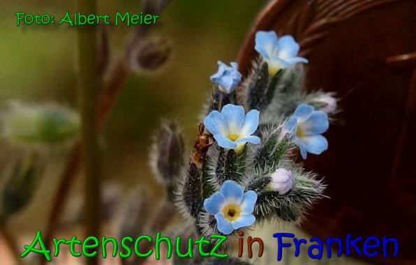 Copyright AiS Albert Meier Bild zum Eintrag (66081-160)