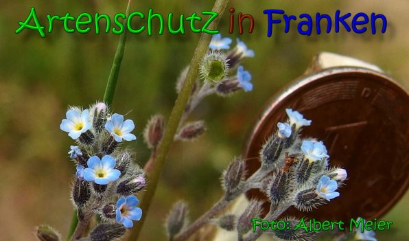 Copyright AiS Albert Meier Bild zum Eintrag (66082-160)