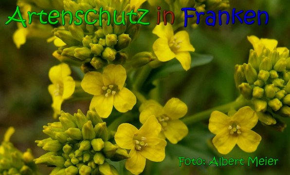 Copyright AiS Albert Meier Bild zum Eintrag (66117-160)