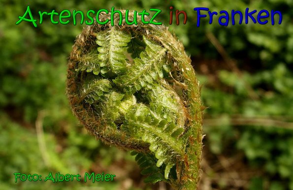Copyright AiS Albert Meier Bild zum Eintrag (66122-160)