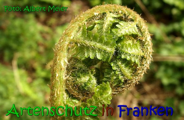 Copyright AiS Albert Meier Bild zum Eintrag (66123-160)