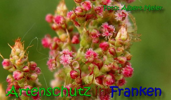 Copyright AiS Albert Meier Bild zum Eintrag (66128-160)