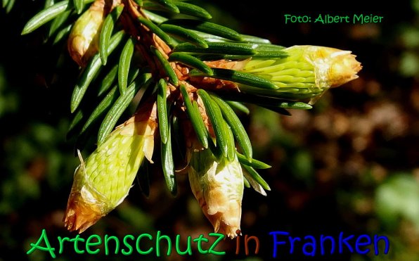 Copyright AiS Albert Meier Bild zum Eintrag (66307-160)