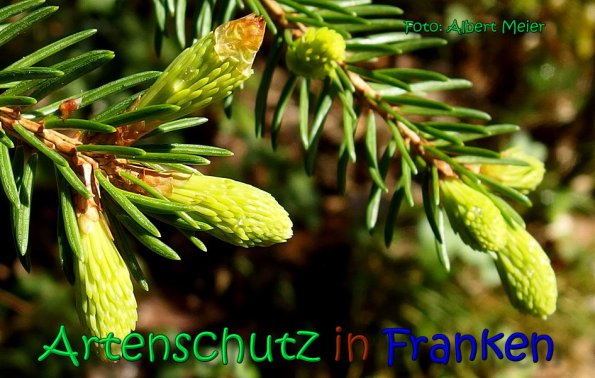 Copyright AiS Albert Meier Bild zum Eintrag (66308-160)