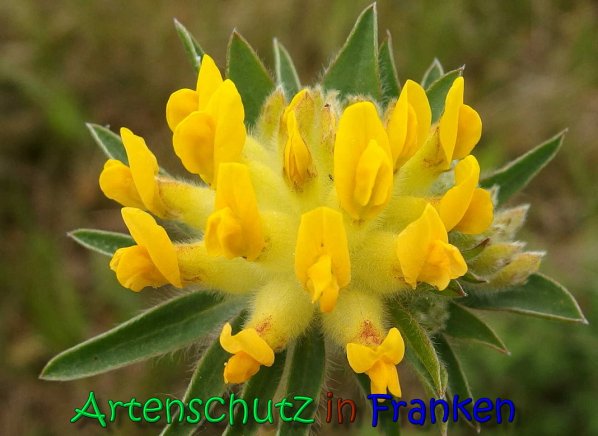 Copyright AiS Albert Meier Bild zum Eintrag (66347-160)