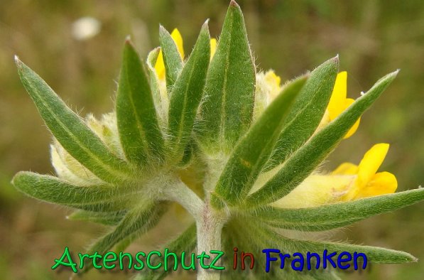 Copyright AiS Albert Meier Bild zum Eintrag (66348-160)