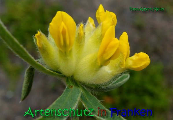 Copyright AiS Albert Meier Bild zum Eintrag (66349-160)