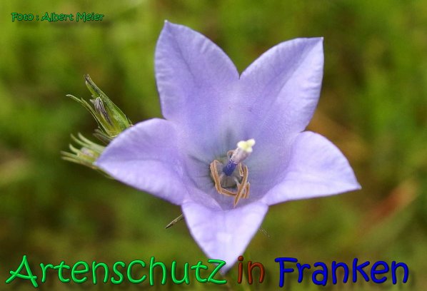 Copyright AiS Albert Meier Bild zum Eintrag (66369-160)