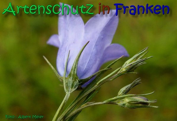 Copyright AiS Albert Meier Bild zum Eintrag (66370-160)