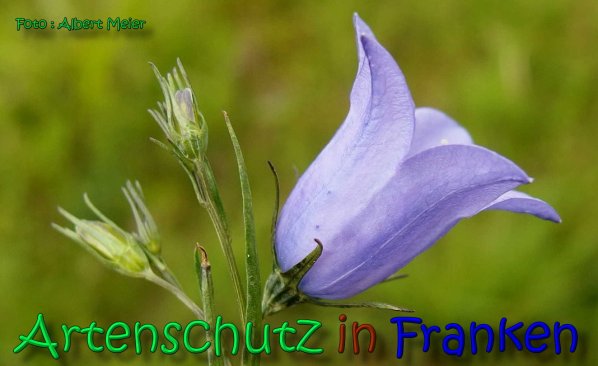 Copyright AiS Albert Meier Bild zum Eintrag (66371-160)