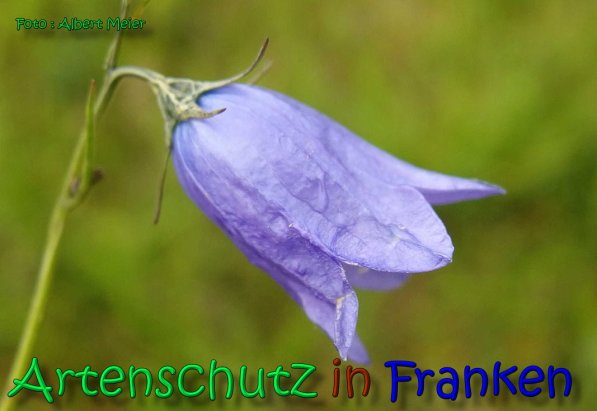 Copyright AiS Albert Meier Bild zum Eintrag (66372-160)