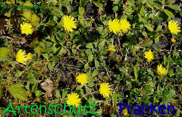 Bild zum Eintrag (66385-160)