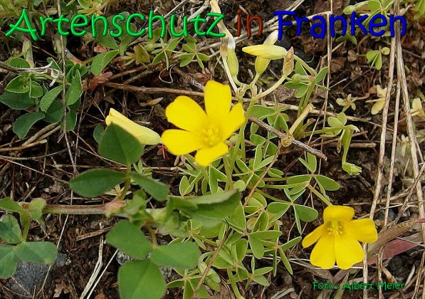 Copyright AiS Albert Meier Bild zum Eintrag (66391-160)