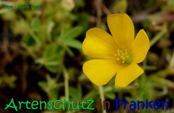 Copyright AiS Albert Meier Bild zum Eintrag (66393-160)
