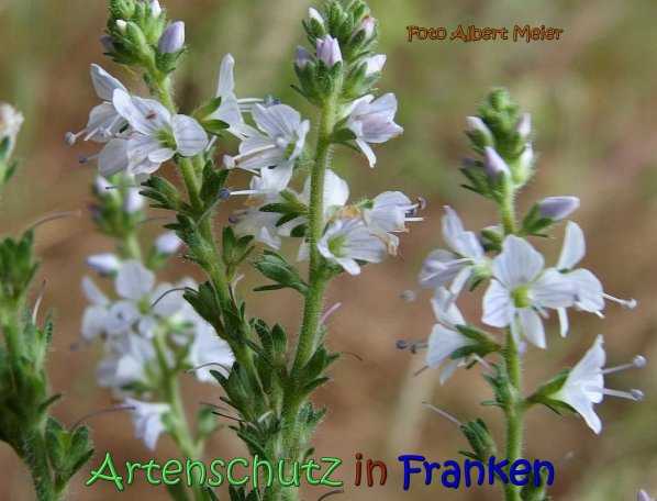 Copyright AiS Albert Meier Bild zum Eintrag (66753-160)