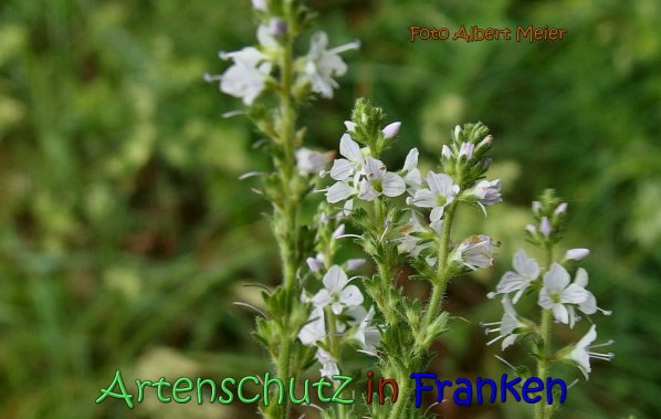 Copyright AiS Albert Meier Bild zum Eintrag (66754-160)