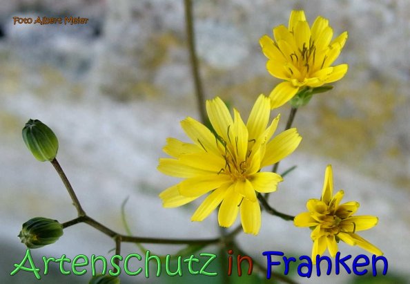Bild zum Eintrag (66759-160)