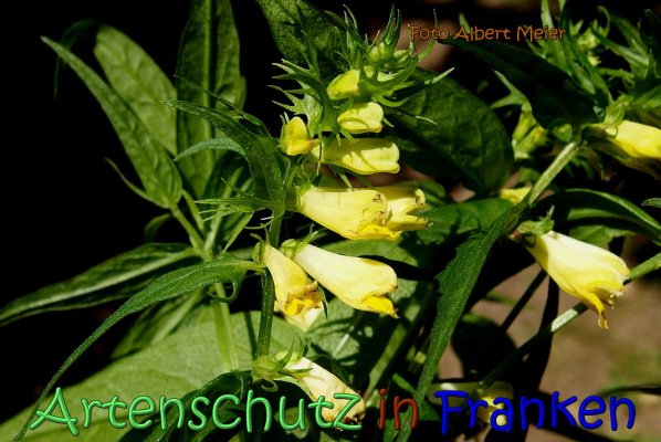 Copyright AiS Albert Meier Bild zum Eintrag (66763-160)