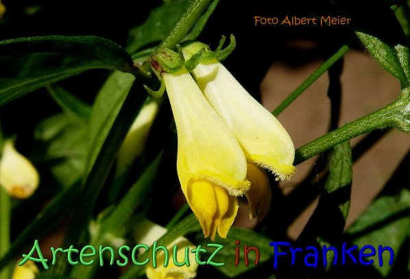 Copyright AiS Albert Meier Bild zum Eintrag (66764-160)