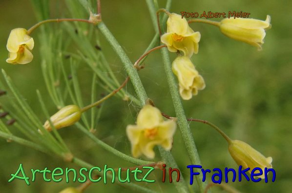 Copyright AiS Albert Meier Bild zum Eintrag (66772-160)