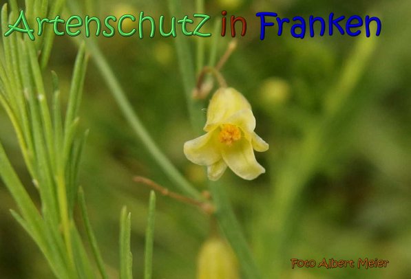 Copyright AiS Albert Meier Bild zum Eintrag (66773-160)