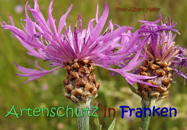 Bild zum Eintrag (66777-160)