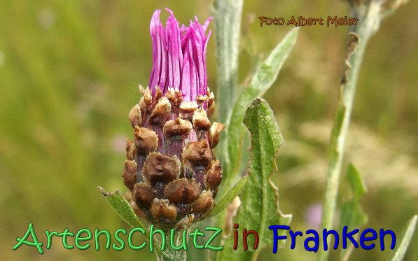 Copyright AiS Albert Meier Bild zum Eintrag (66778-160)