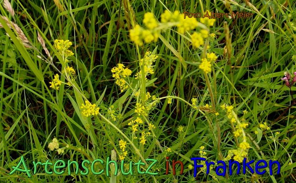 Bild zum Eintrag (66784-160)