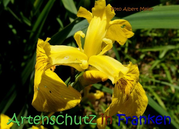 Copyright AiS Albert Meier Bild zum Eintrag (66789-160)