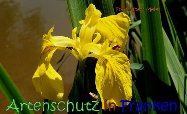 Copyright AiS Albert Meier Bild zum Eintrag (66790-160)