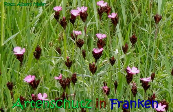 Copyright AiS Albert Meier Bild zum Eintrag (66808-160)