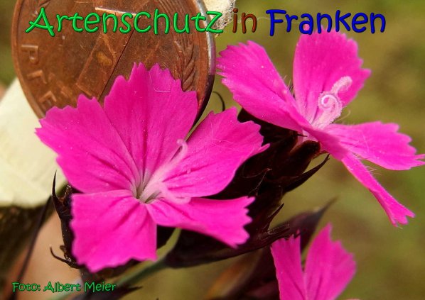 Copyright AiS Albert Meier Bild zum Eintrag (66809-160)