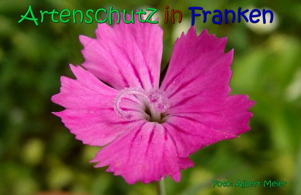 Copyright AiS Albert Meier Bild zum Eintrag (66810-160)