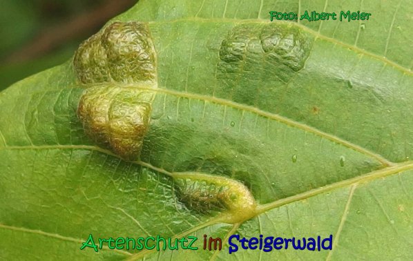 Copyright AiS Albert Meier Bild zum Eintrag (66886-160)