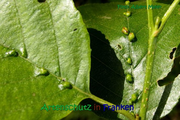 Copyright AiS Albert Meier Bild zum Eintrag (66891-160)