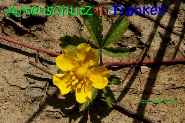 Copyright AiS Albert Meier Bild zum Eintrag (67018-160)