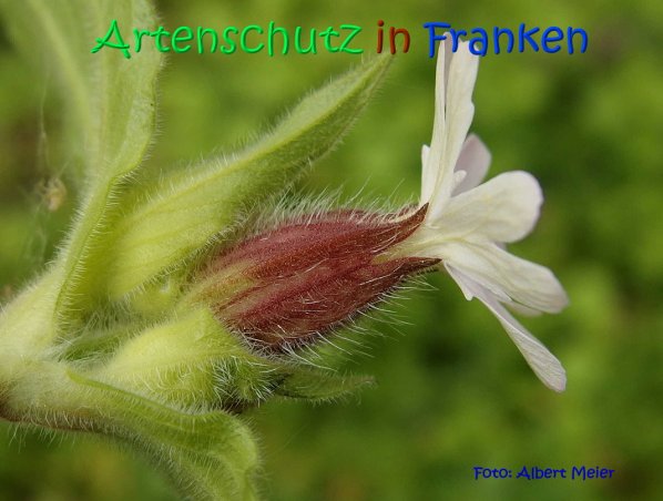 Copyright AiS Albert Meier Bild zum Eintrag (67046-160)