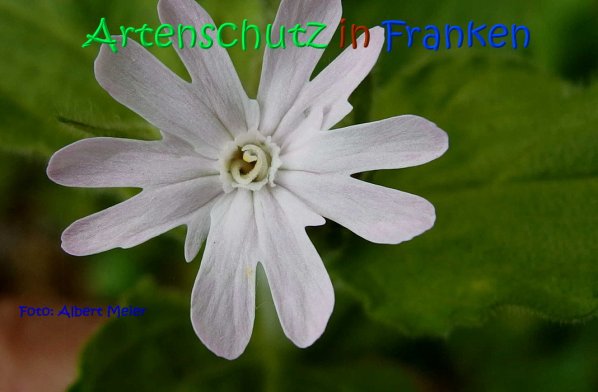 Copyright AiS Albert Meier Bild zum Eintrag (67047-160)