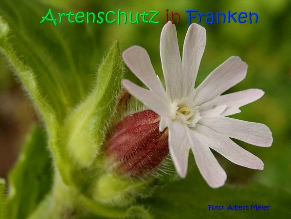 Copyright AiS Albert Meier Bild zum Eintrag (67048-160)