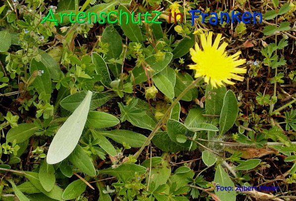 Bild zum Eintrag (67052-160)