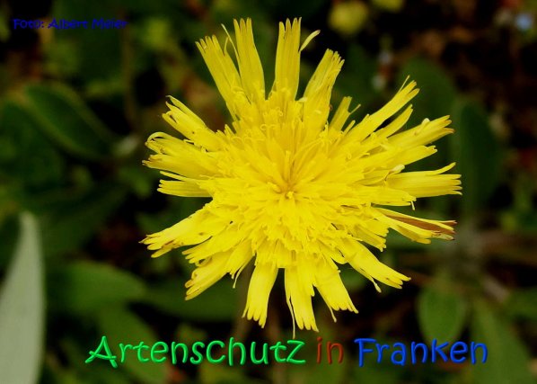Copyright AiS Albert Meier Bild zum Eintrag (67053-160)