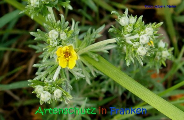 Copyright AiS Albert Meier Bild zum Eintrag (67065-160)