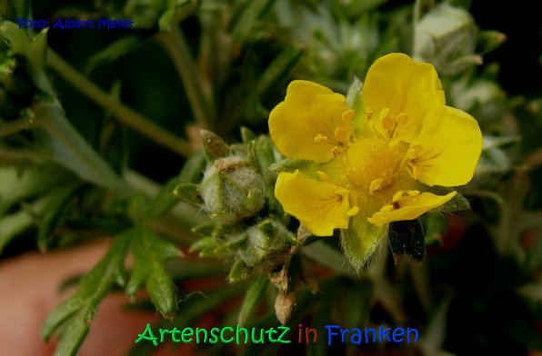 Copyright AiS Albert Meier Bild zum Eintrag (67066-160)