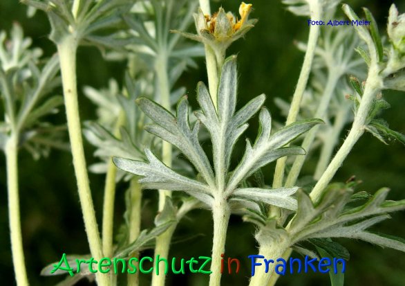 Copyright AiS Albert Meier Bild zum Eintrag (67067-160)