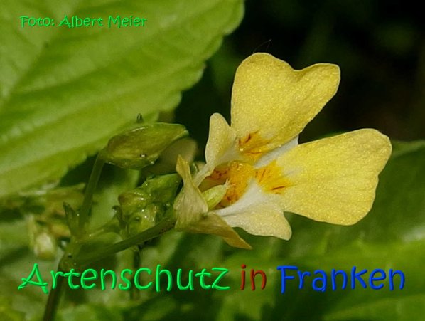 Copyright AiS Albert Meier Bild zum Eintrag (67152-160)